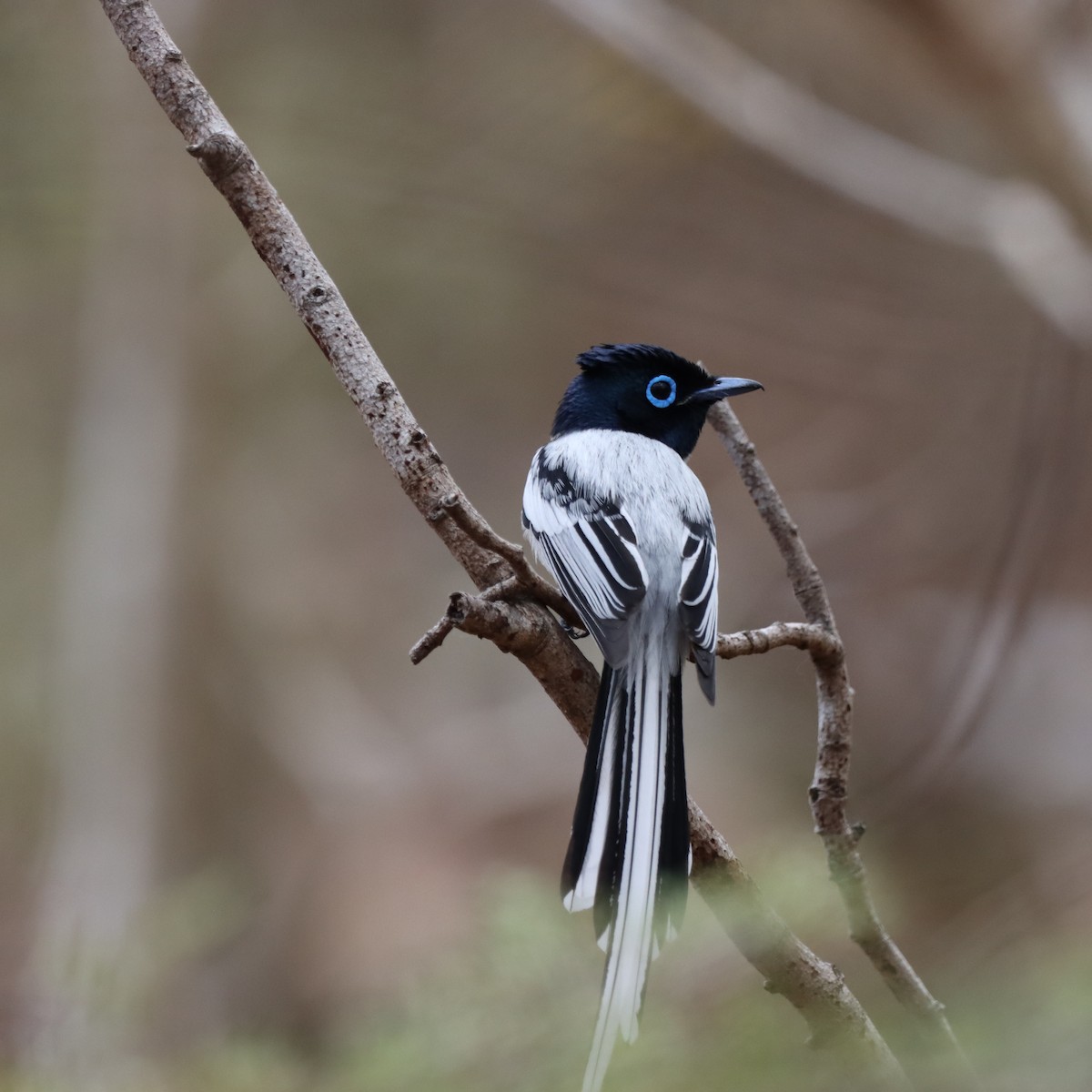 Tchitrec malgache - ML643992746