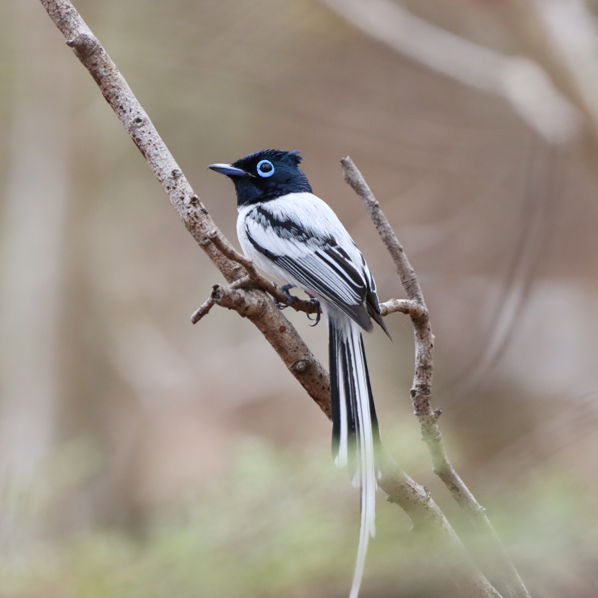 Tchitrec malgache - ML643992753