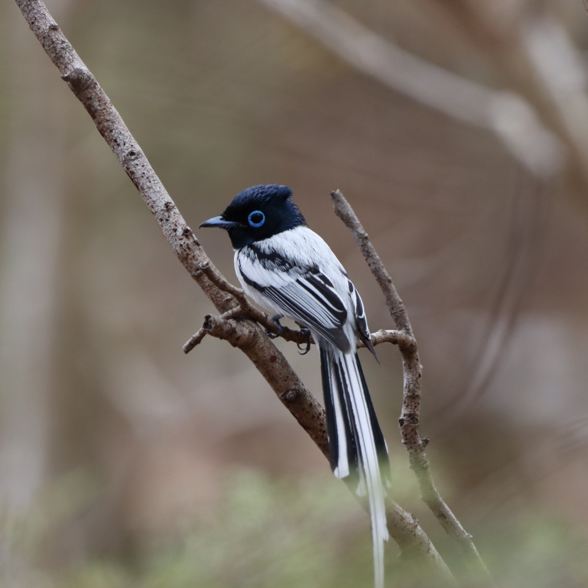 Tchitrec malgache - ML643992756