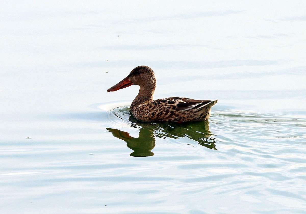 Canard souchet - ML643992762