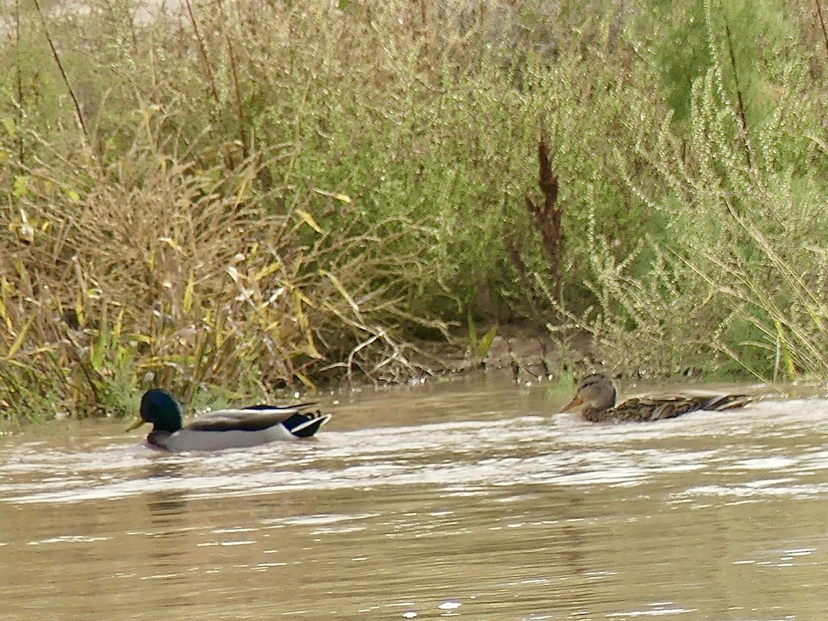 Mallard - ML643992787