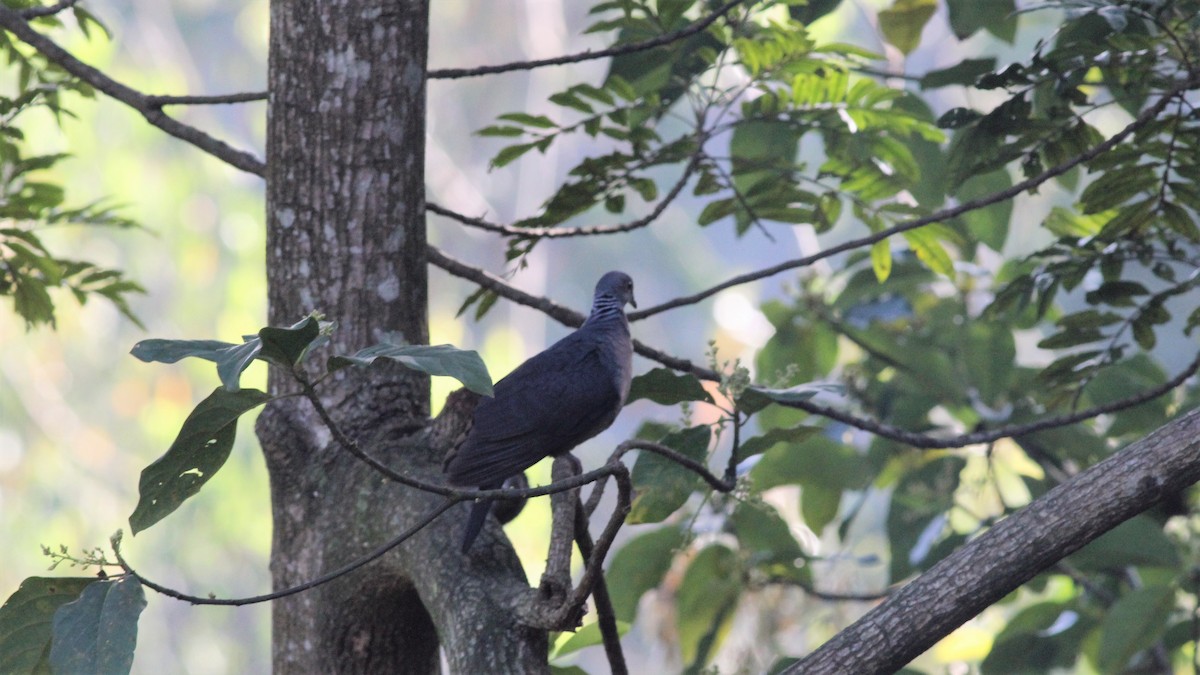 Sri Lanka Wood-Pigeon - ML643992791