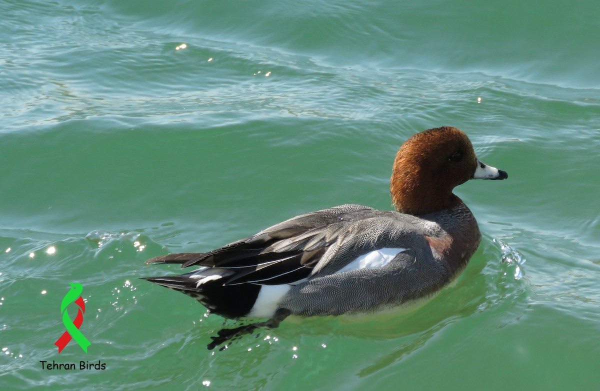 hvízdák eurasijský - ML643992798