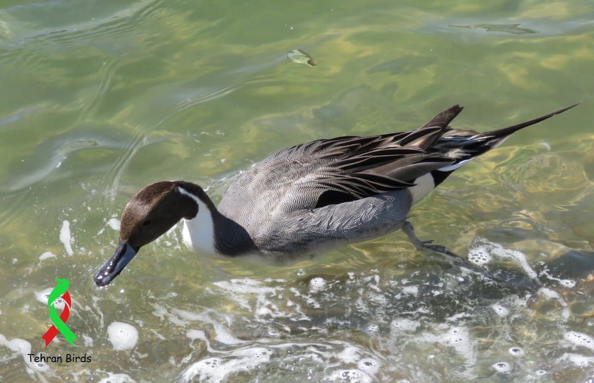 ostralka štíhlá - ML643992804