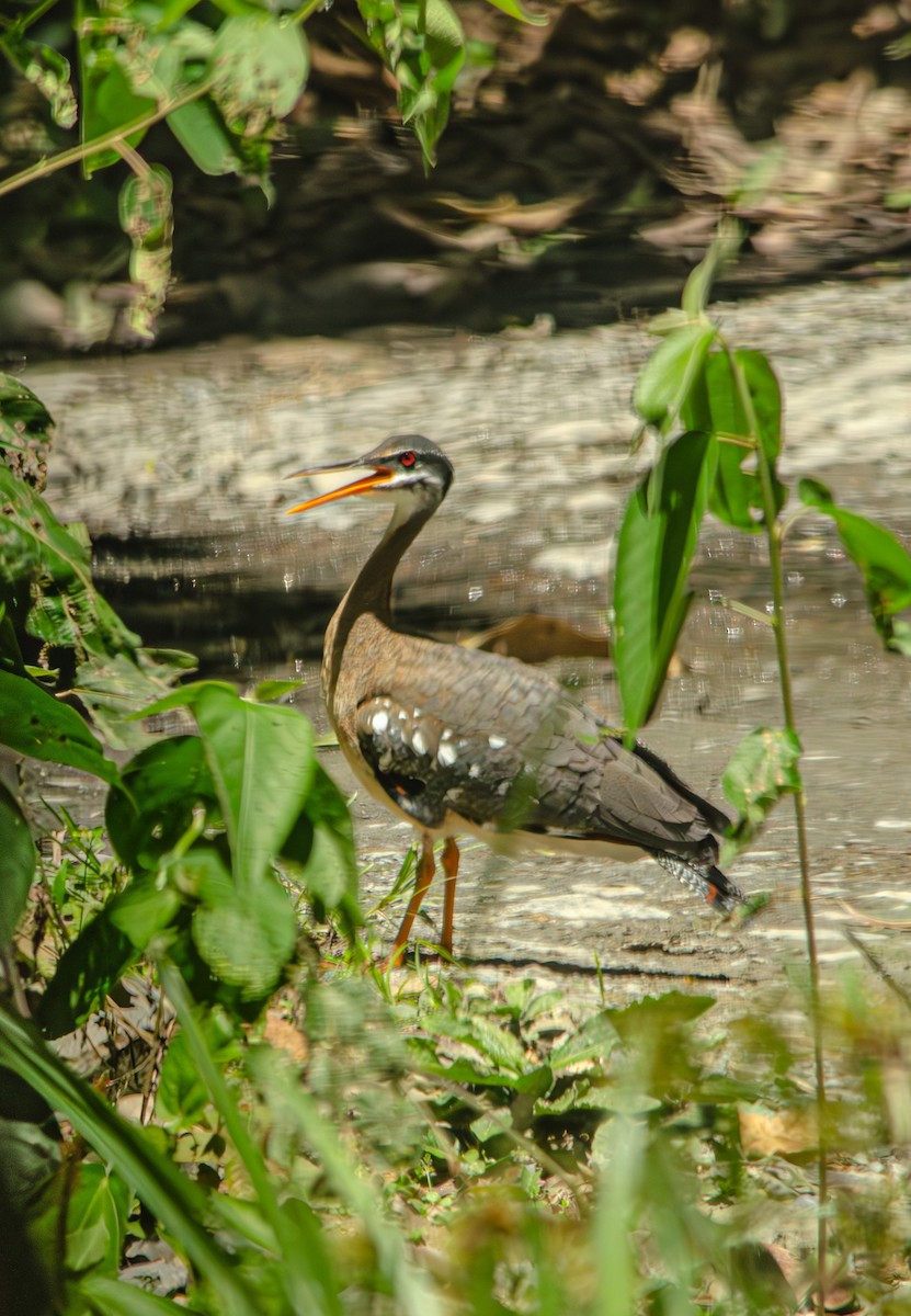 Sunbittern - ML643992810