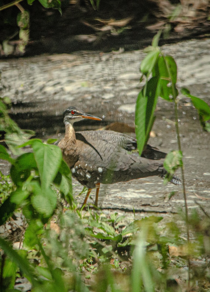 Sunbittern - ML643992811