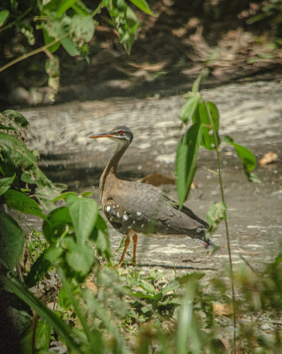 Sunbittern - ML643992812
