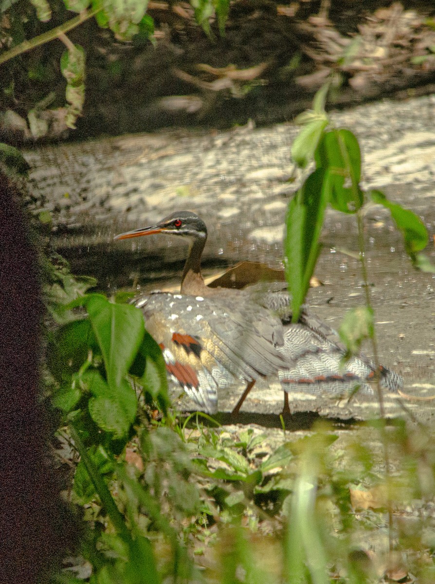 Sunbittern - ML643992813