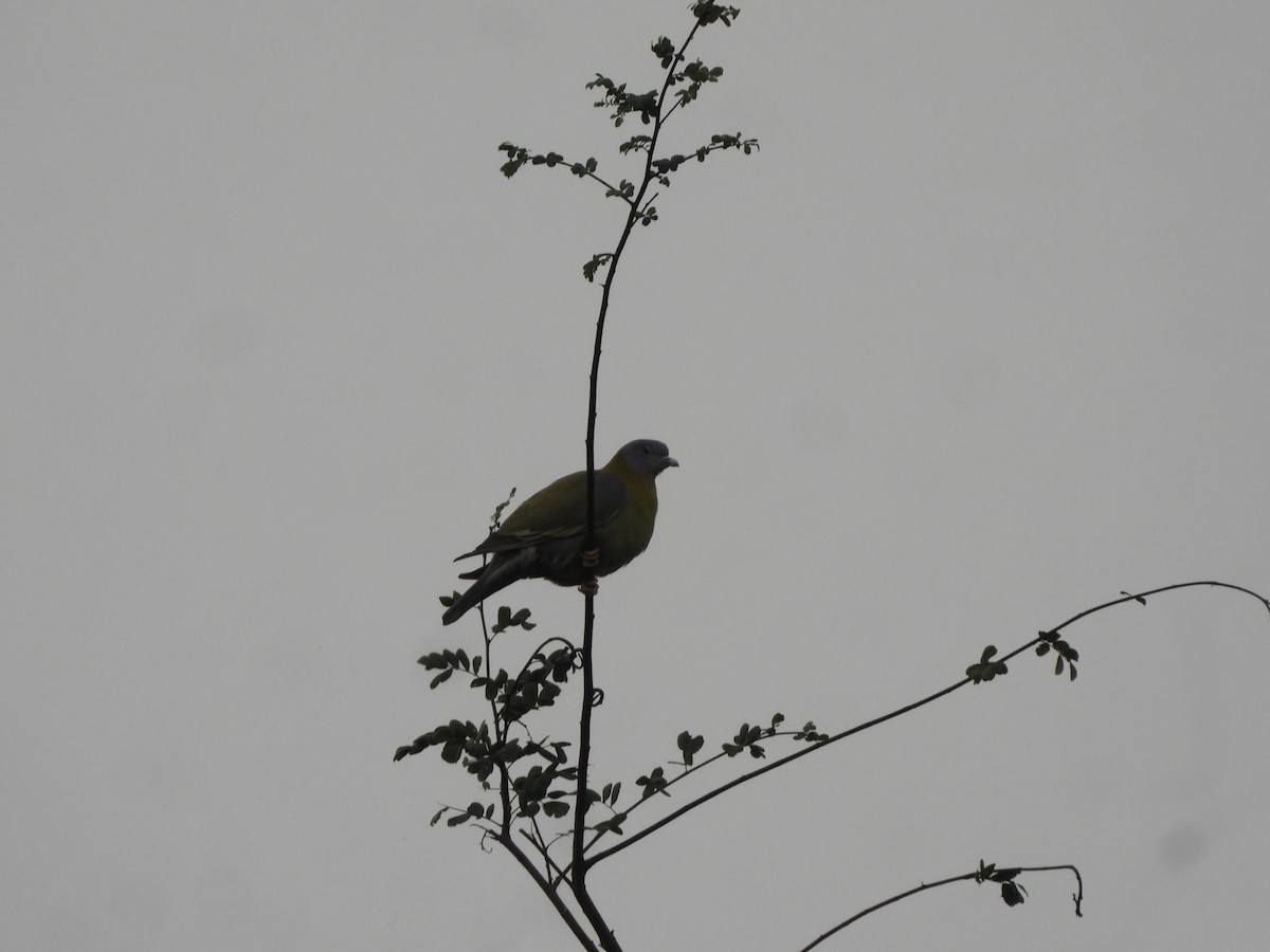 Yellow-footed Green-Pigeon - ML643992835