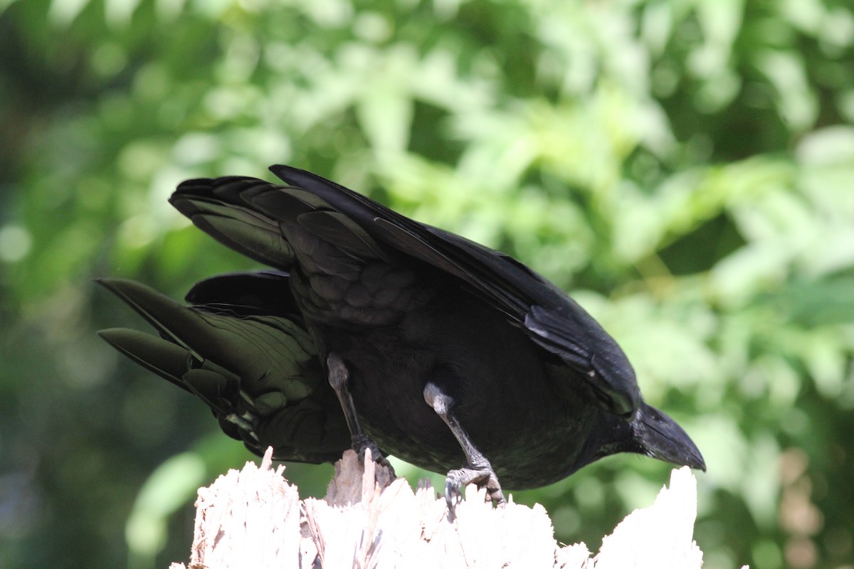 Large-billed Crow (Indian Jungle) - ML643992847