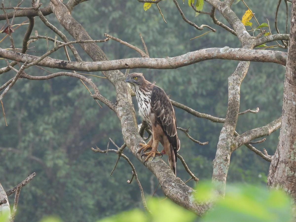 Changeable Hawk-Eagle - ML643992849