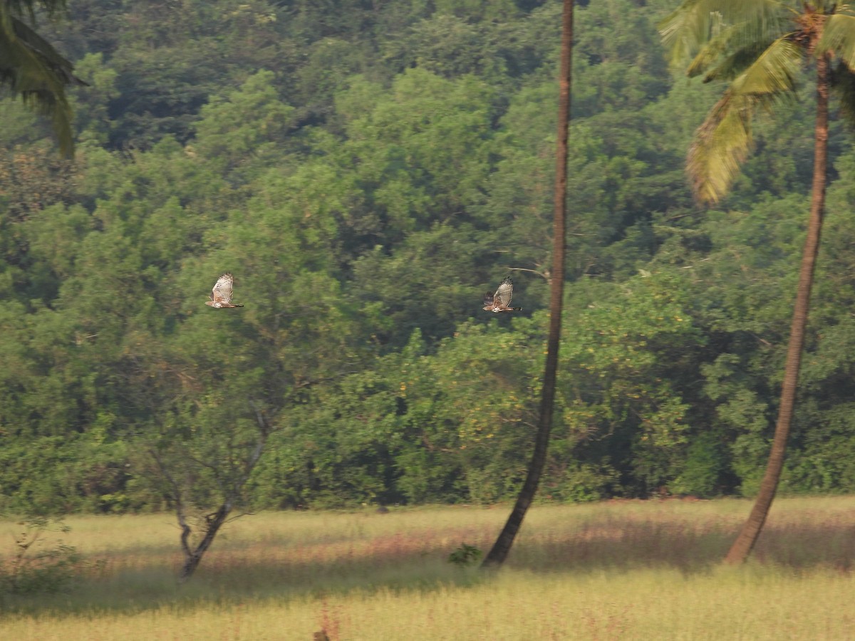 Changeable Hawk-Eagle - ML643992850