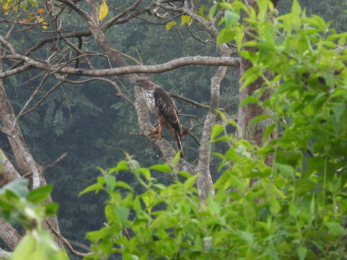 Changeable Hawk-Eagle - ML643992851