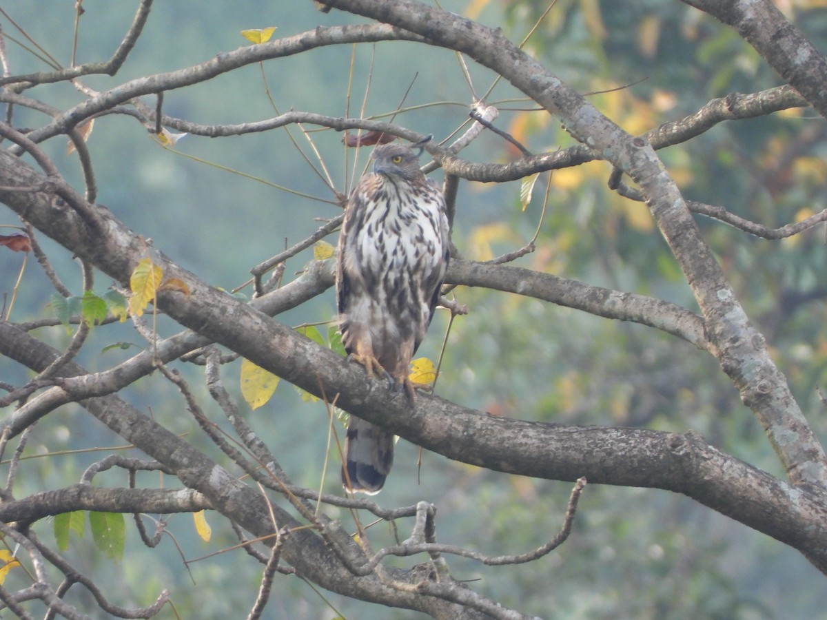 Changeable Hawk-Eagle - ML643992852