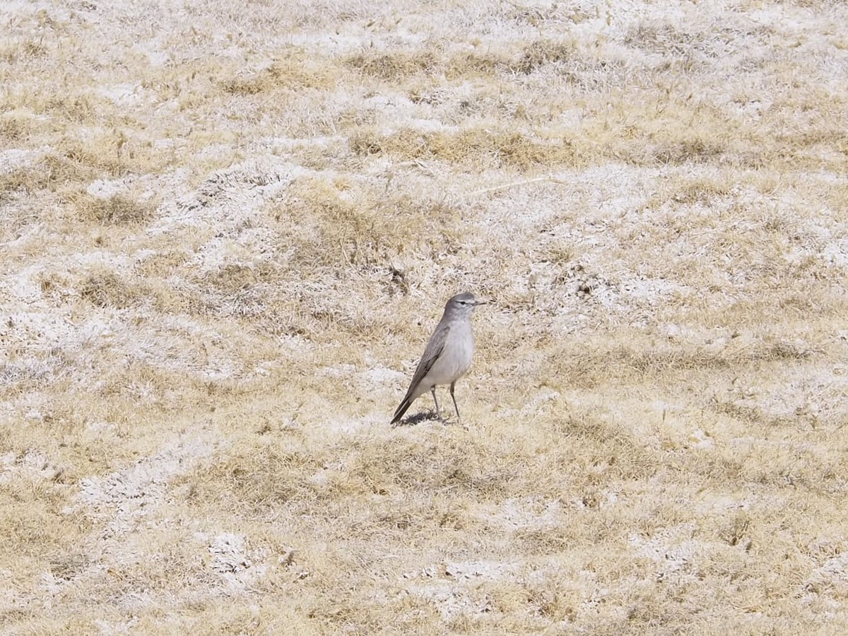 Dormilon à nuque jaune - ML643992876