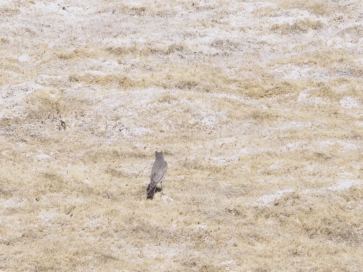 Dormilon à nuque jaune - ML643992880