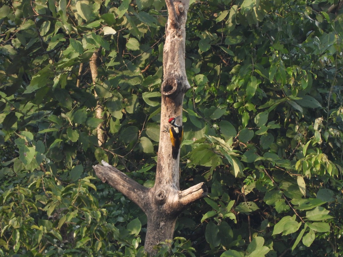 White-naped Woodpecker - ML643992887