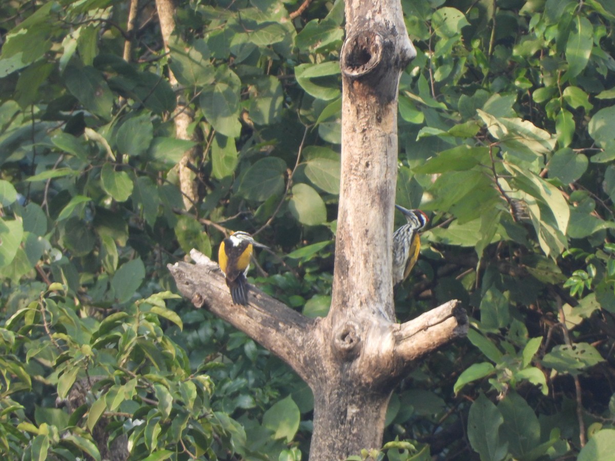 White-naped Woodpecker - ML643992888