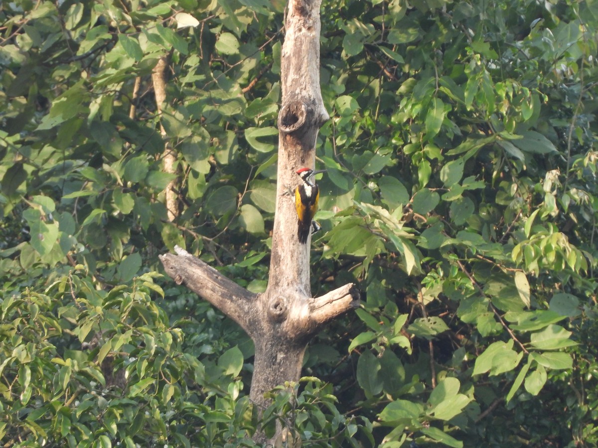 White-naped Woodpecker - ML643992889
