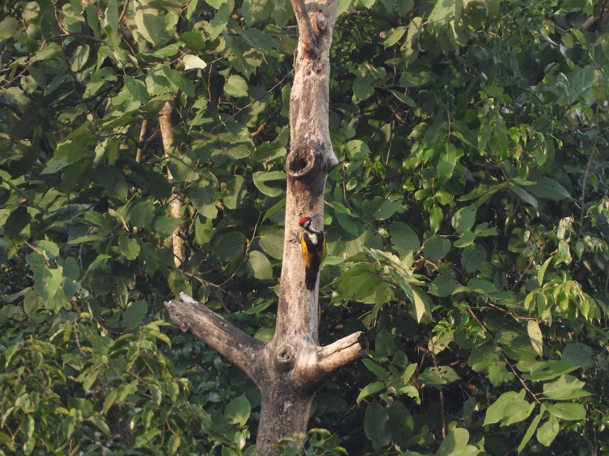 White-naped Woodpecker - ML643992890