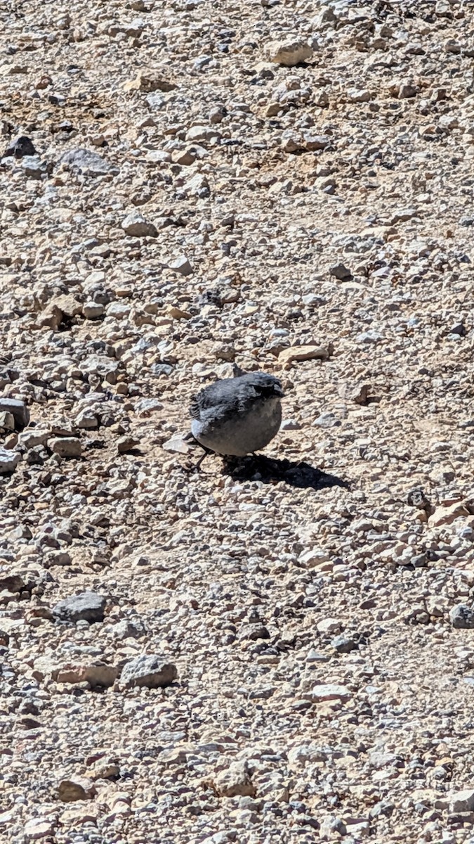 Plumbeous Sierra Finch - ML643992915