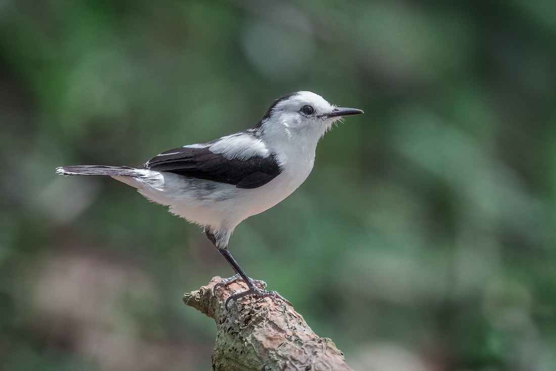 Pied Water-Tyrant - ML643992918