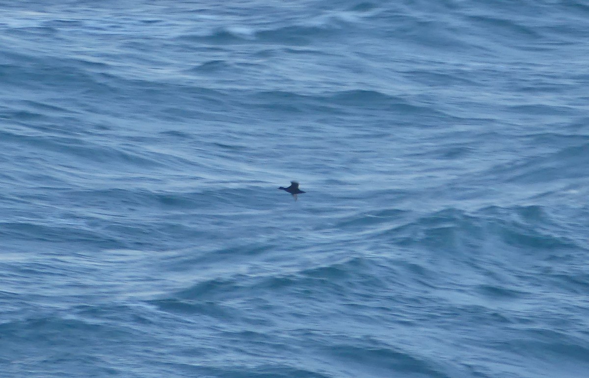 Common Scoter - ML643992927