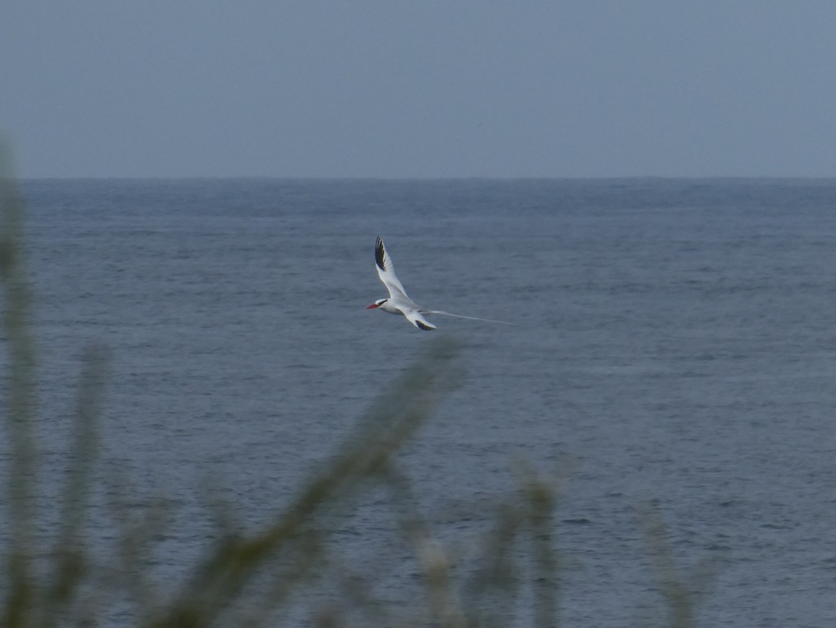 Kırmızı Gagalı Tropikkuşu - ML643992931