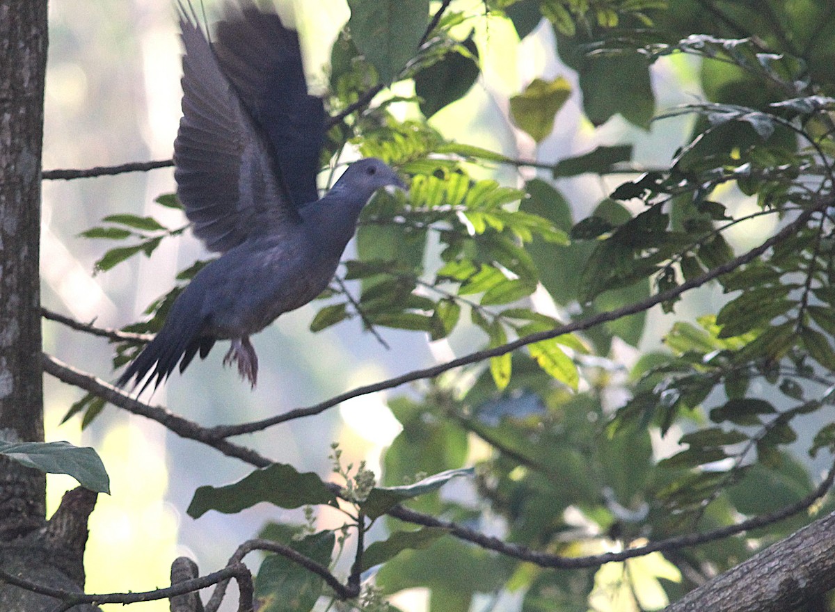Sri Lanka Wood-Pigeon - ML643992946