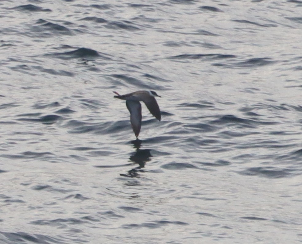 Great Shearwater - ML643992975