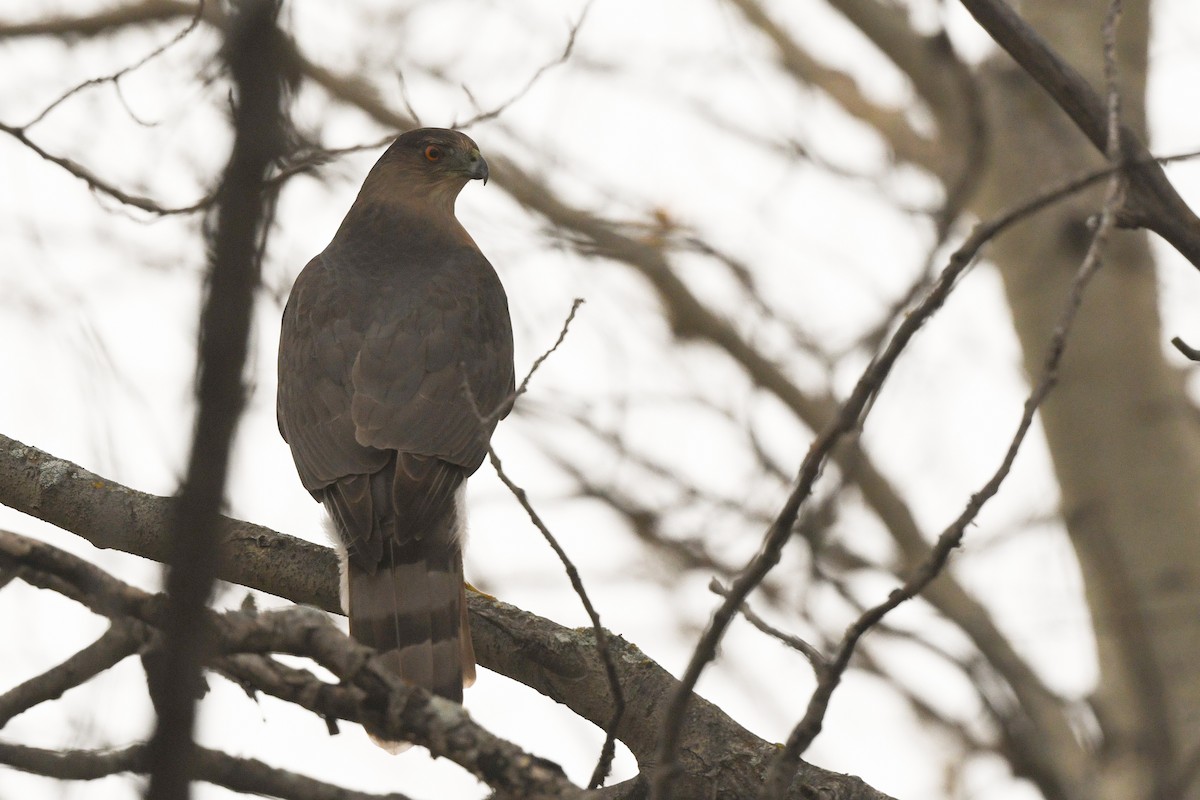 Cooper's Hawk - ML643992977