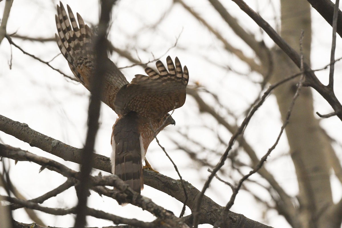Cooper's Hawk - ML643992978