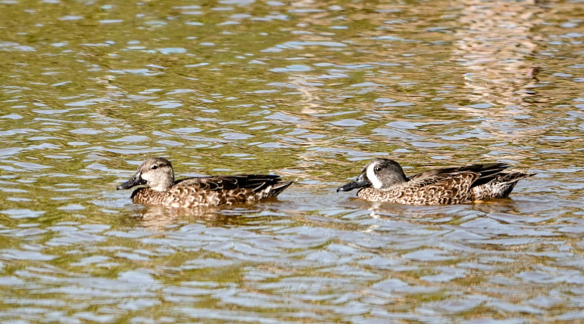 Blue-winged Teal - ML643992979