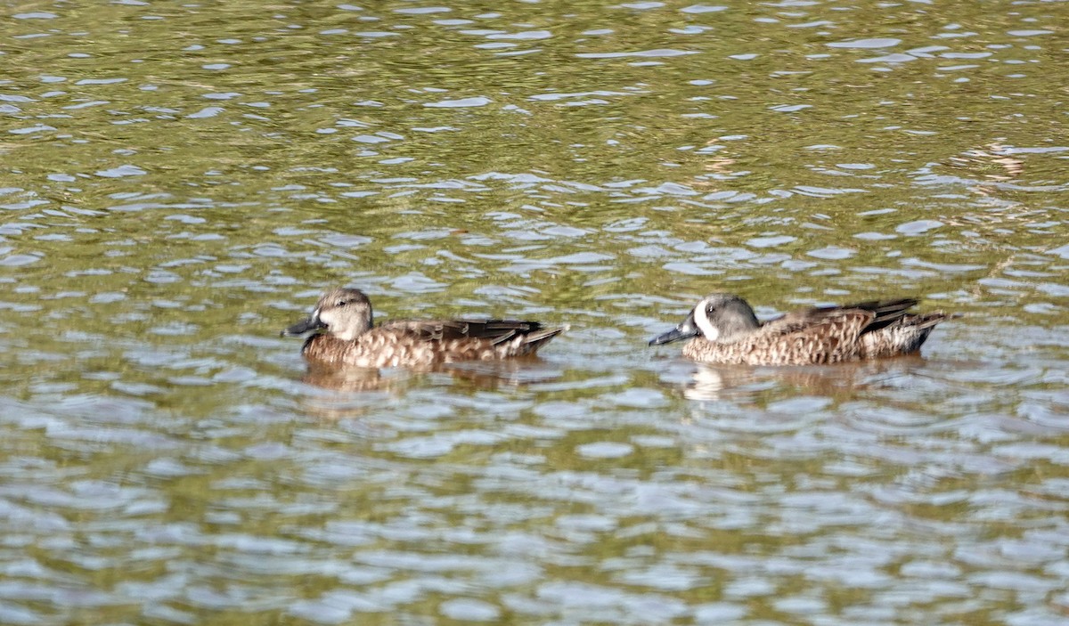 Blue-winged Teal - ML643992984