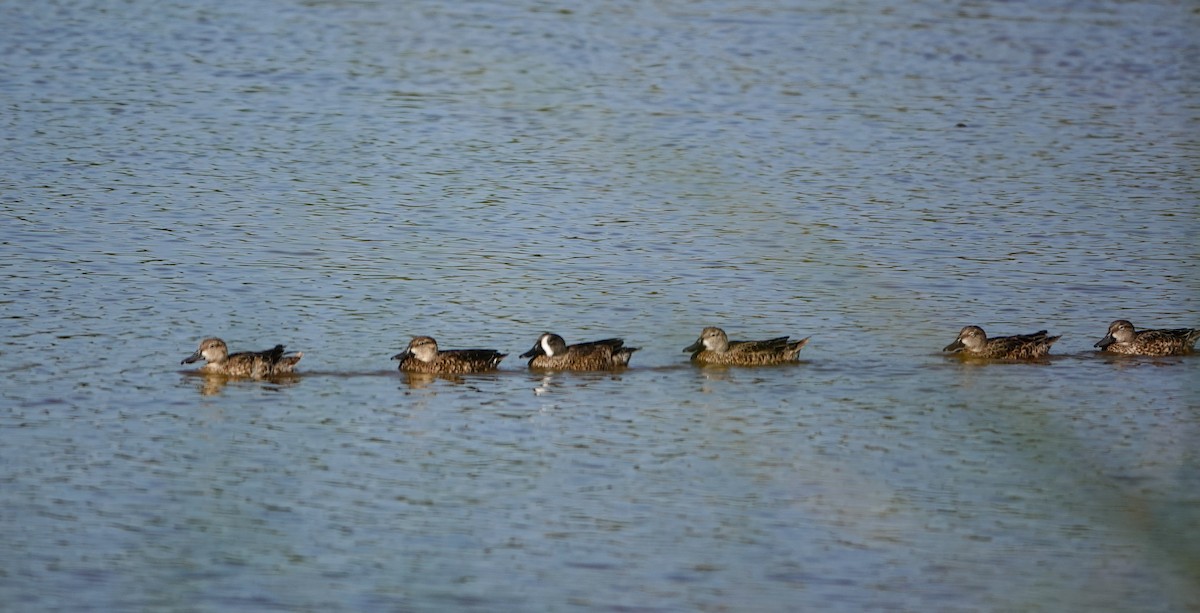 Blue-winged Teal - ML643992985