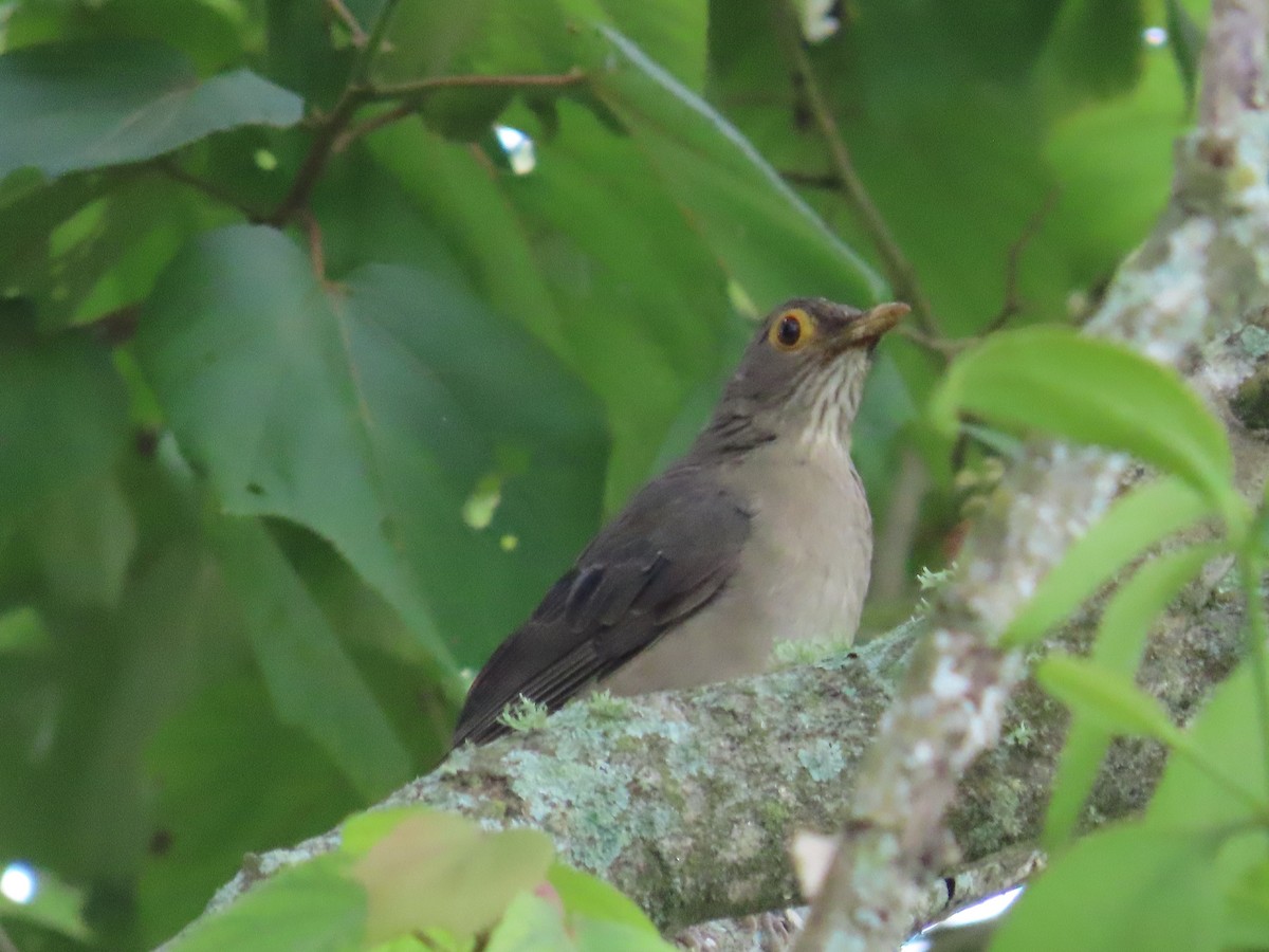 Spectacled Thrush - ML643992998