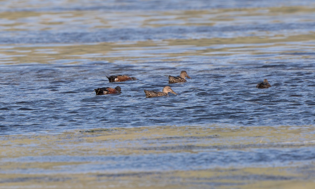 Australasian Shoveler - ML643993021