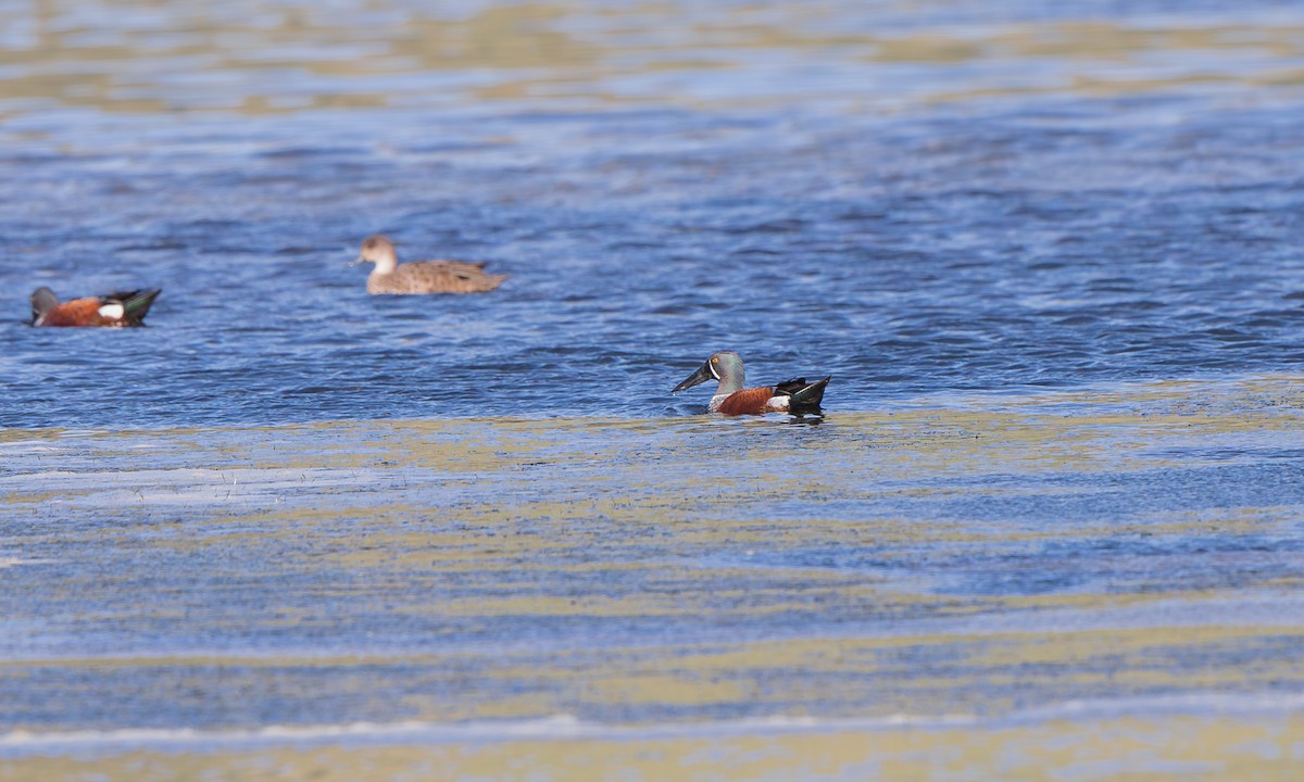 Australasian Shoveler - ML643993022
