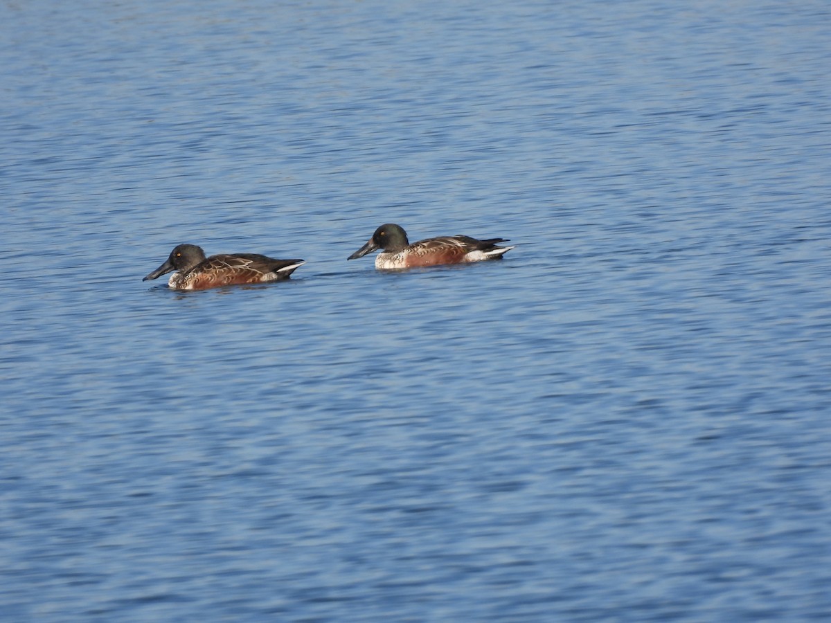 Canard souchet - ML643993037