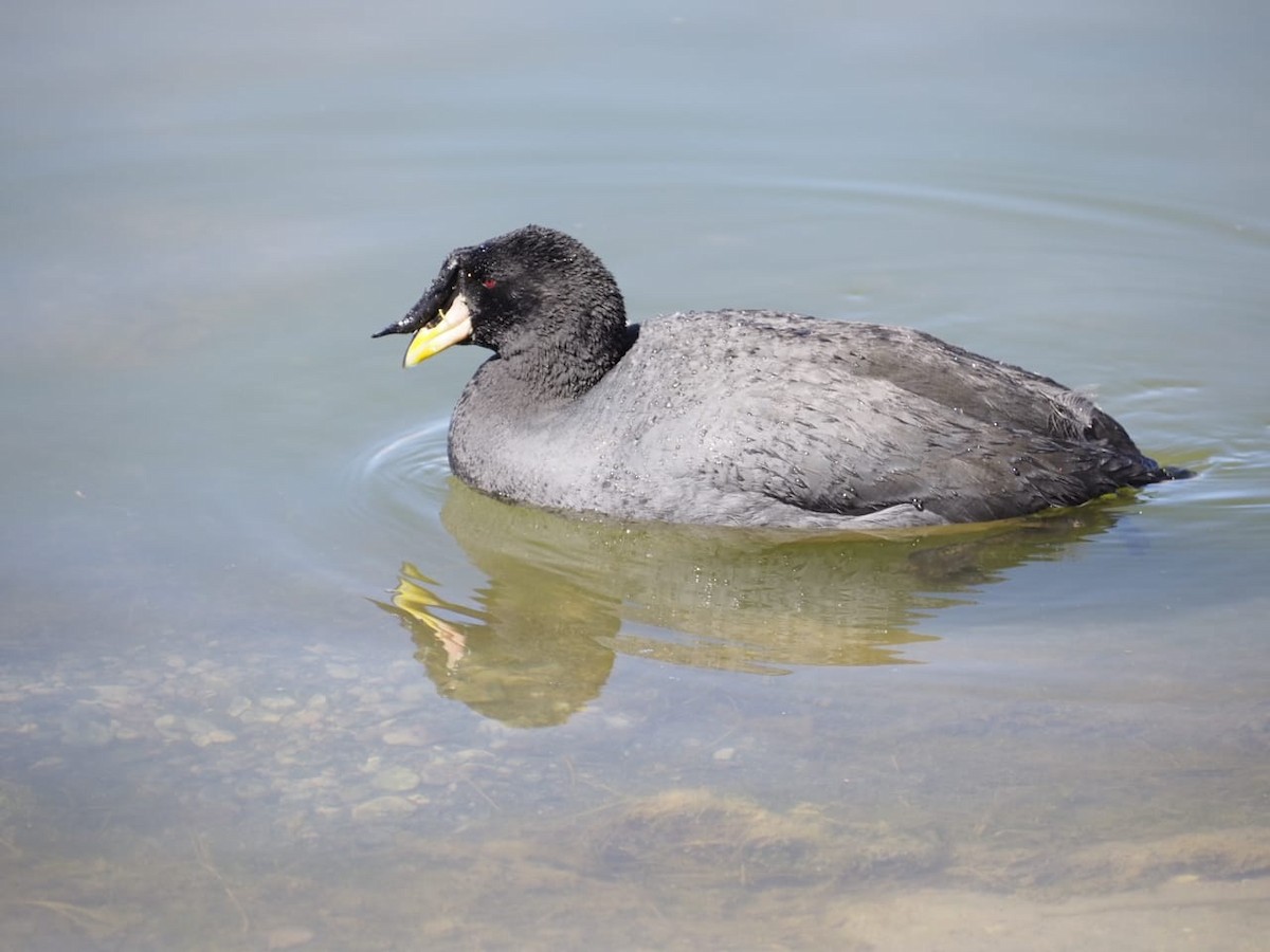 Horned Coot - ML643993038