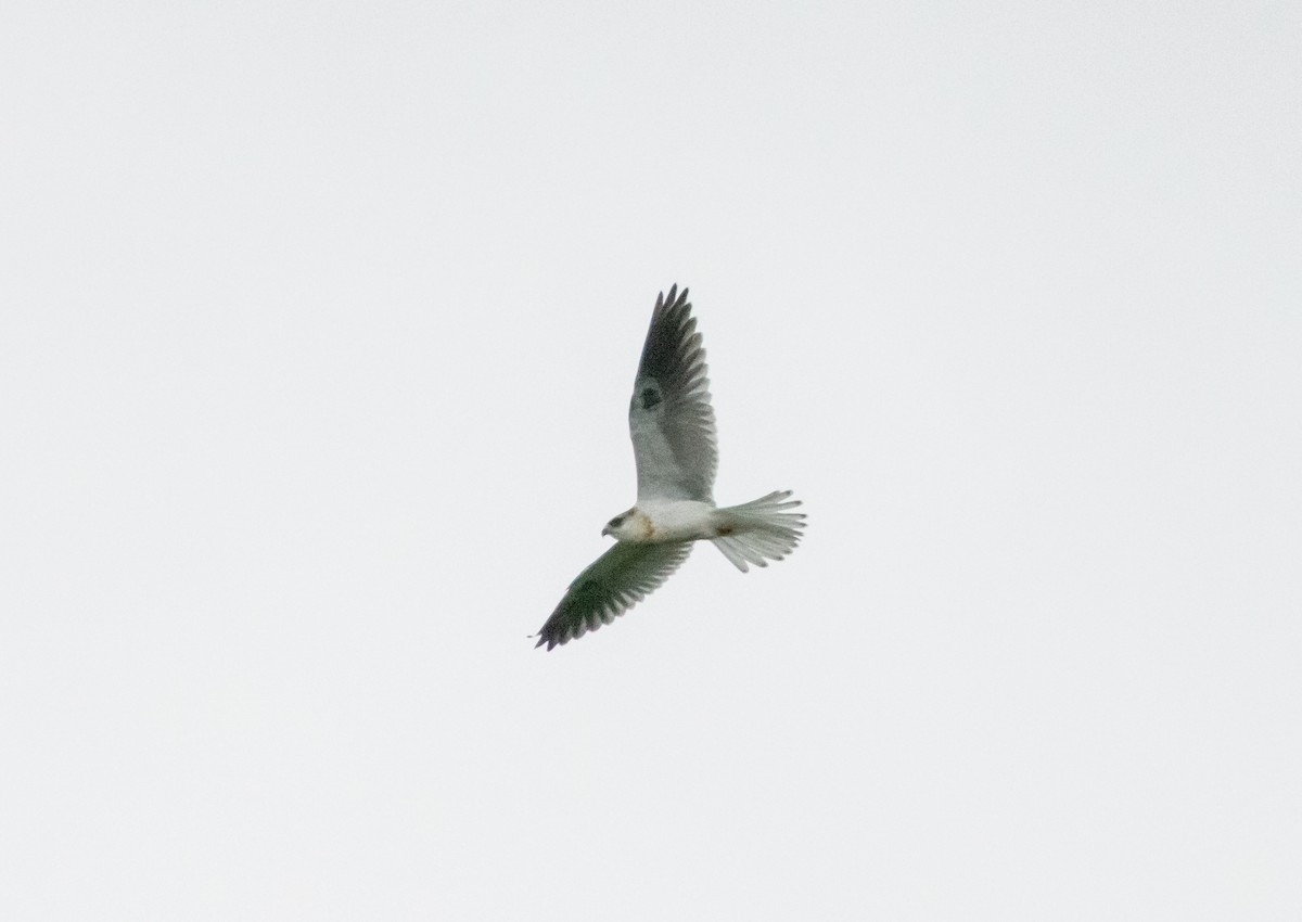 White-tailed Kite - ML643993041