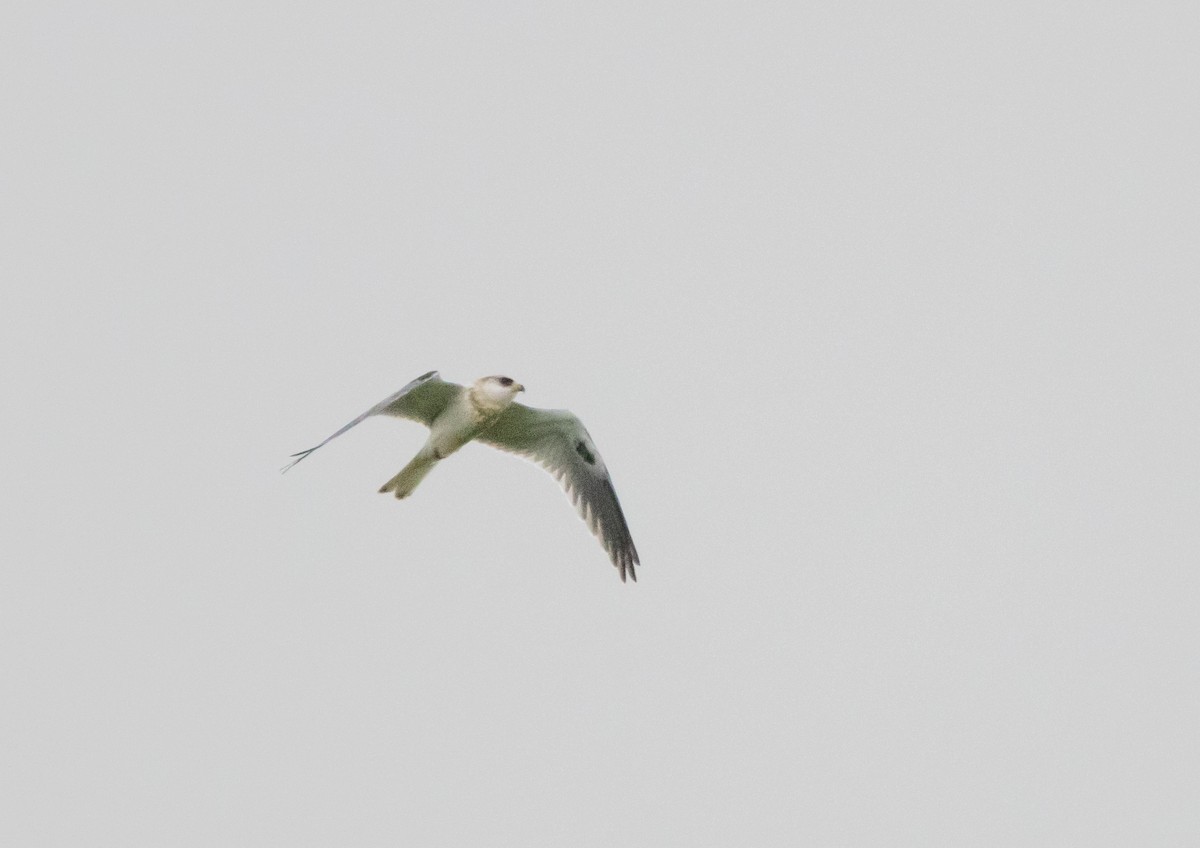 White-tailed Kite - ML643993042