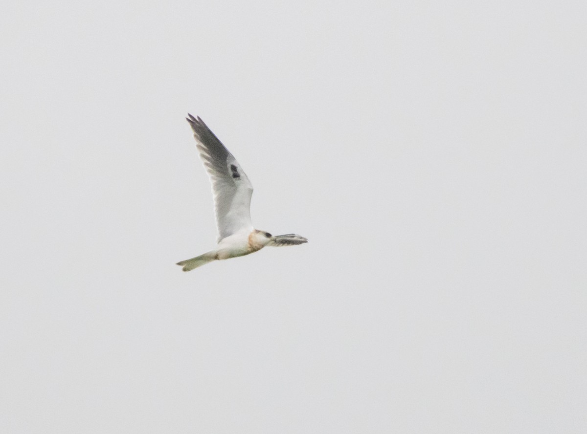 White-tailed Kite - ML643993043