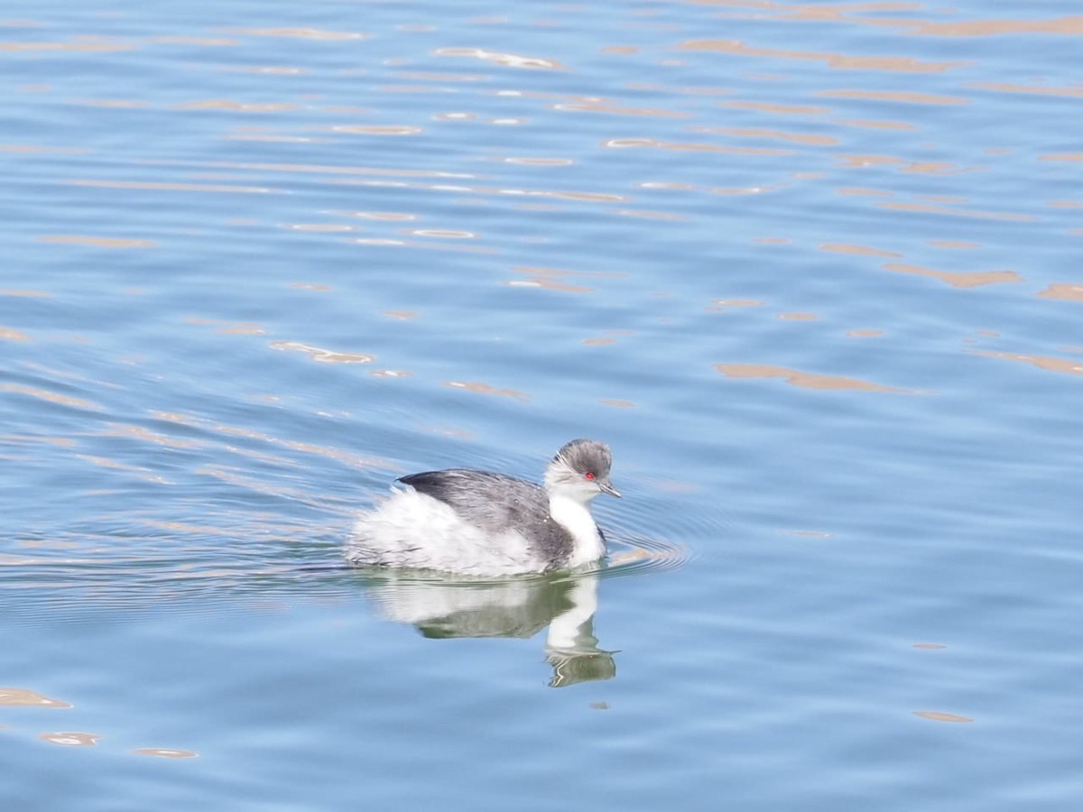 Silvery Grebe (Andean) - ML643993046