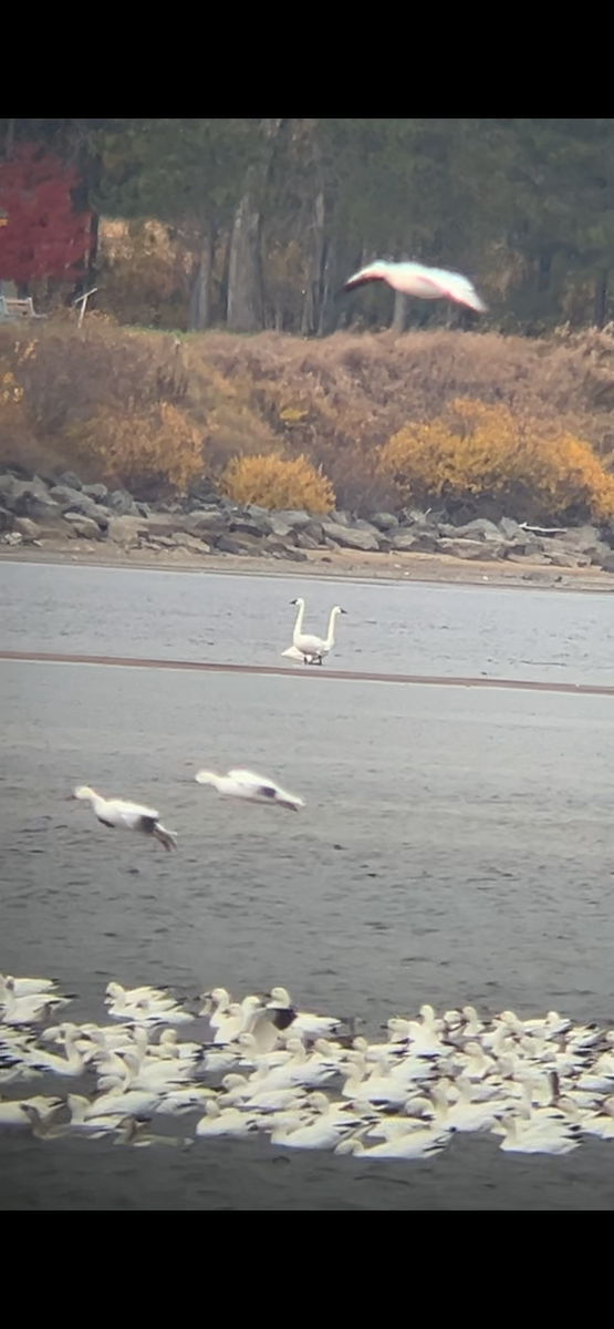 Trumpeter Swan - ML643993094