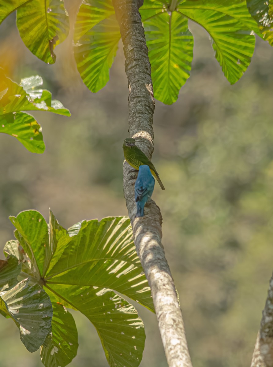 Swallow Tanager - ML643993099