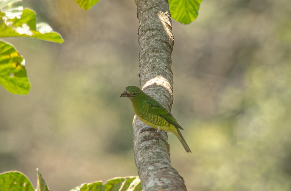 Swallow Tanager - ML643993100