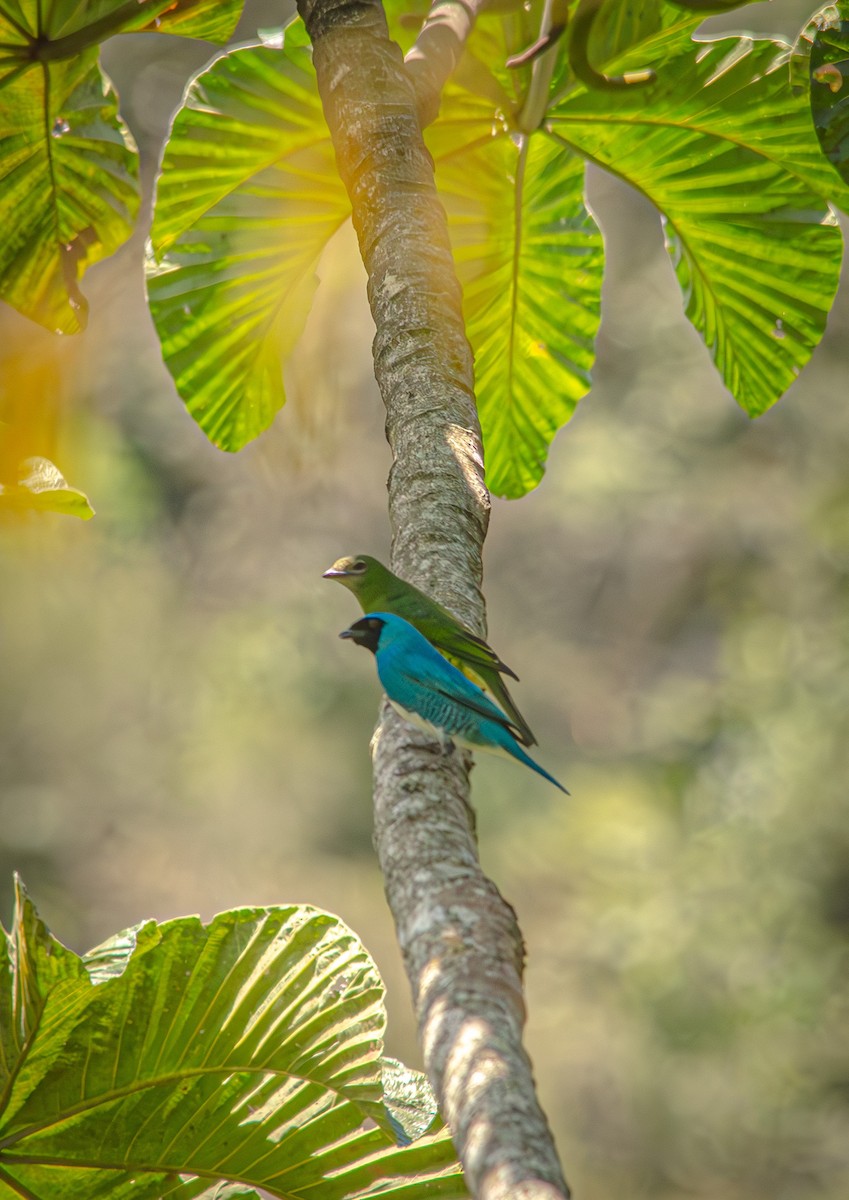 Swallow Tanager - ML643993101