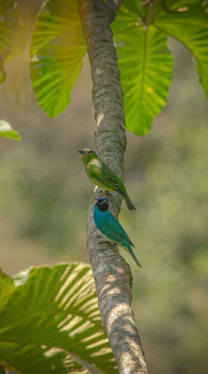Swallow Tanager - ML643993102