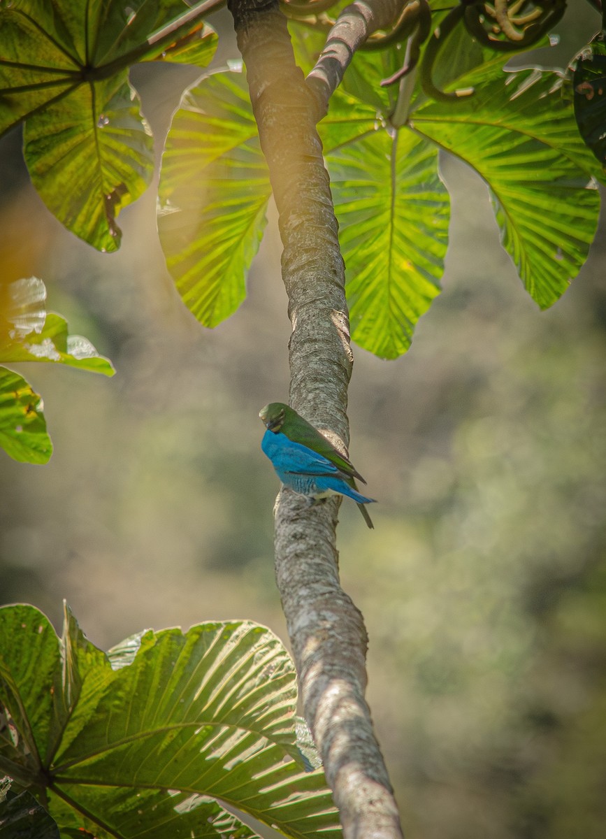 Swallow Tanager - ML643993103